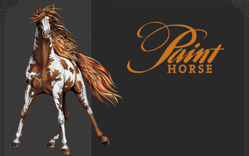 Paint Horse - Sonoma Valley