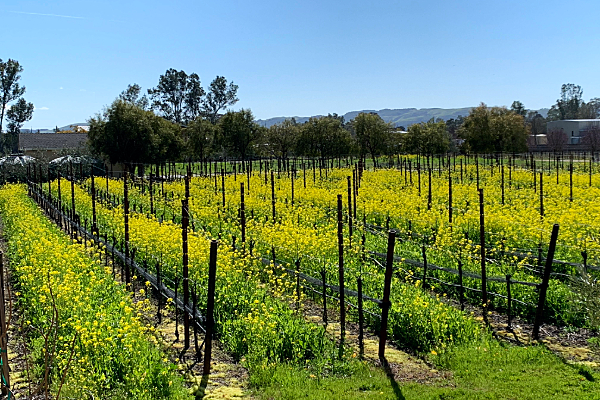 Terragena Terragena Vineyards