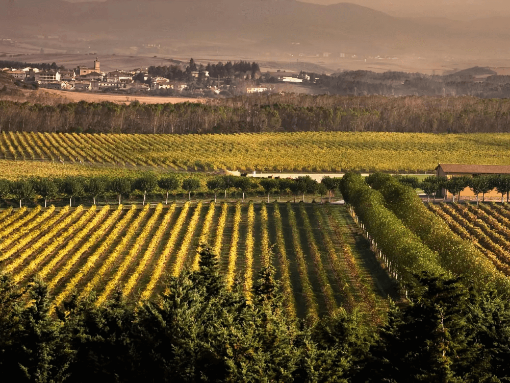 Navarra vineyard at the Nekeas winery