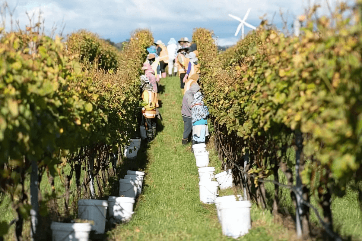 Hawke’s Bay Wine.