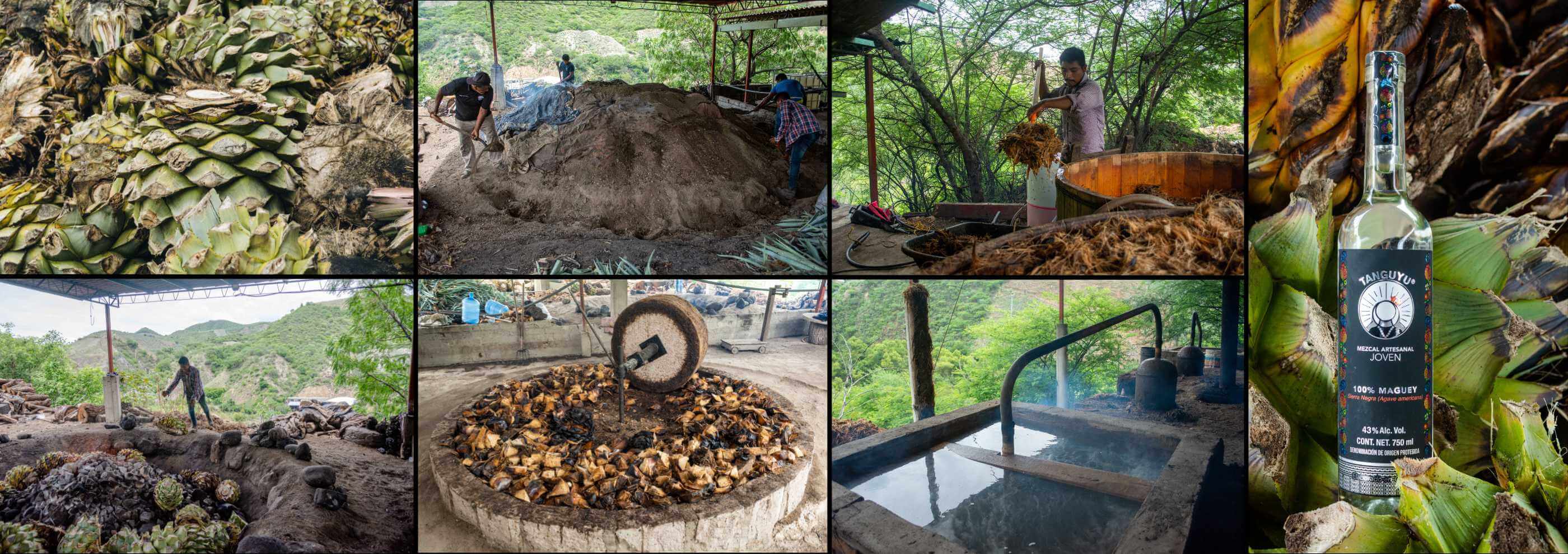 Mezcal Tanguyu Process