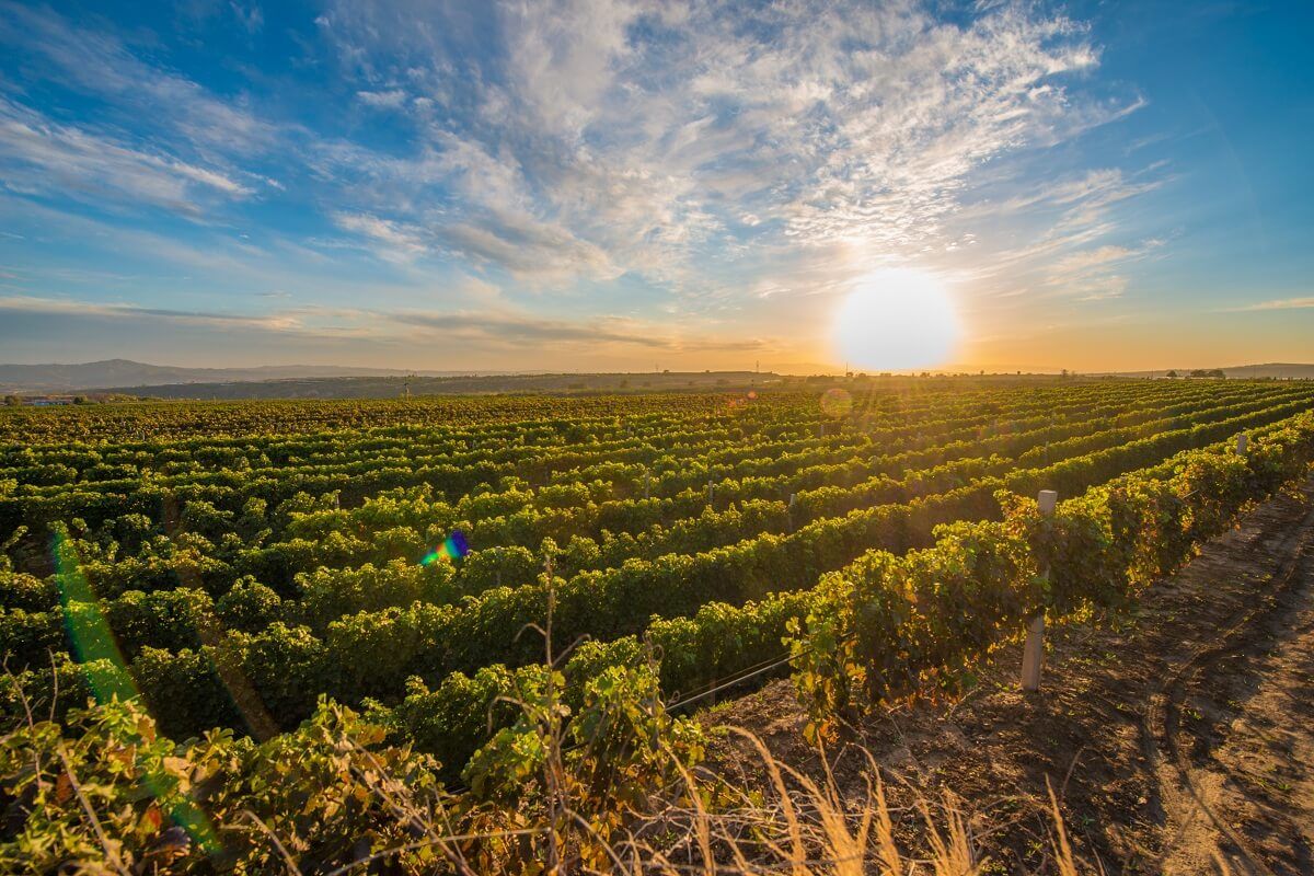 Photo for: The Vineyardless Vintner: The Benefits of Owning a Virtual Winery 