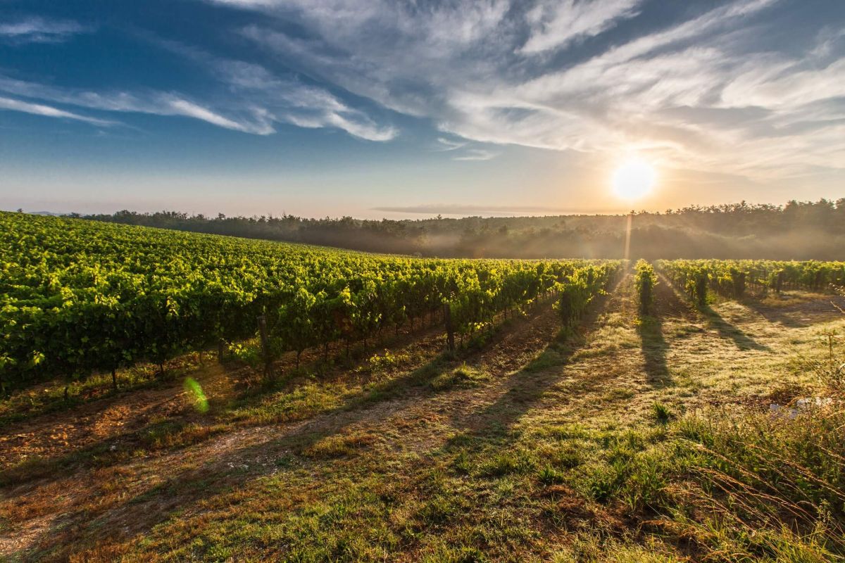 Photo for: List Of Winegrowers Association  in Central Coast California