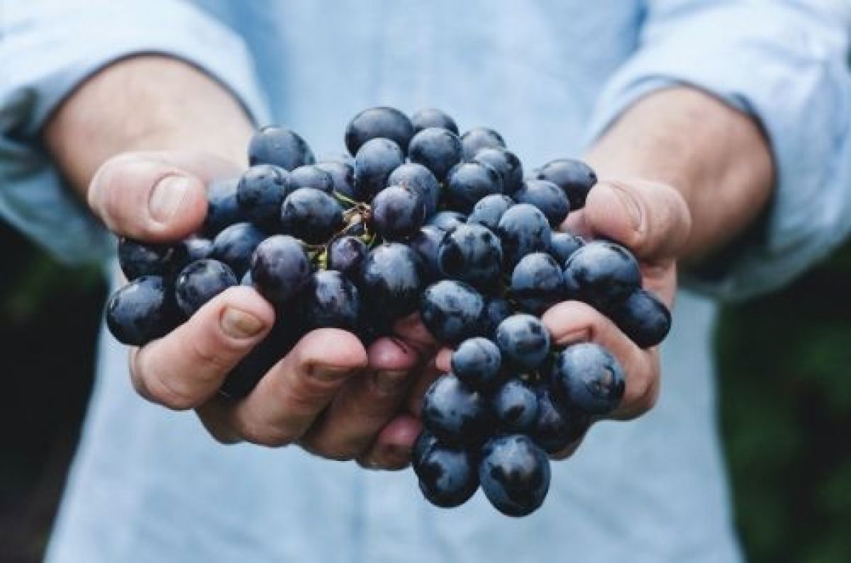 Photo for: How smaller wineries can grab the attention of distributors