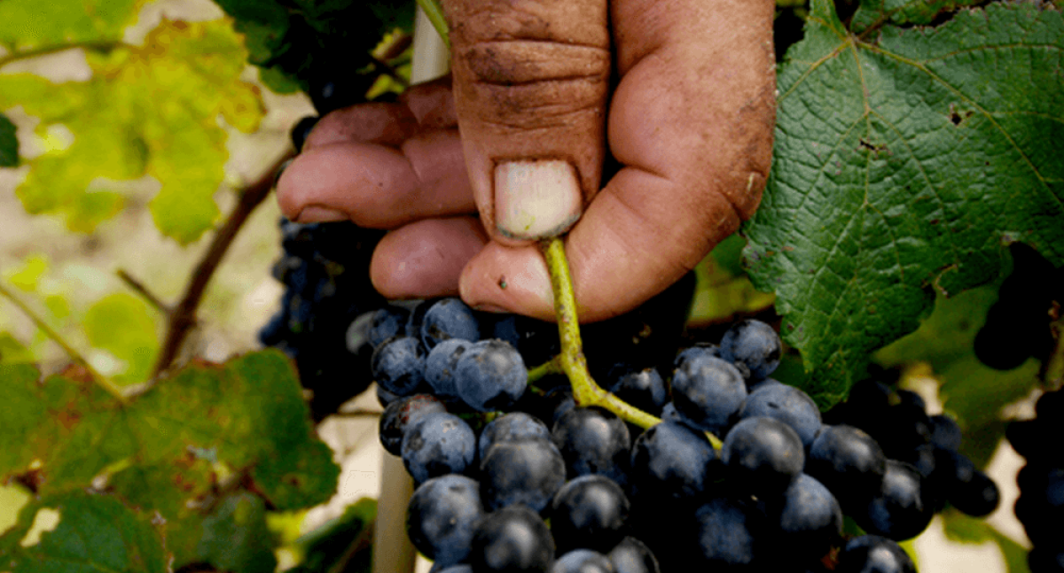 Photo for: An Insider’s Look: The Challenges of the Wine Import Business