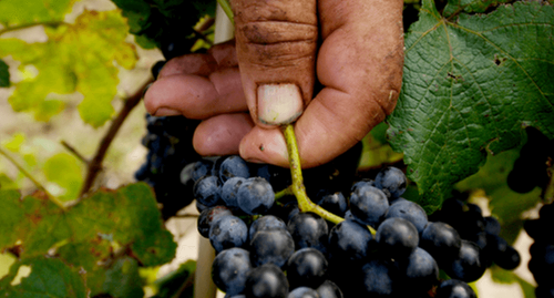 poster for An Insider’s Look: The Challenges of the Wine Import Business